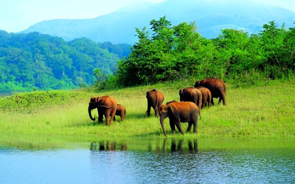 Wildlife Adventure in South India