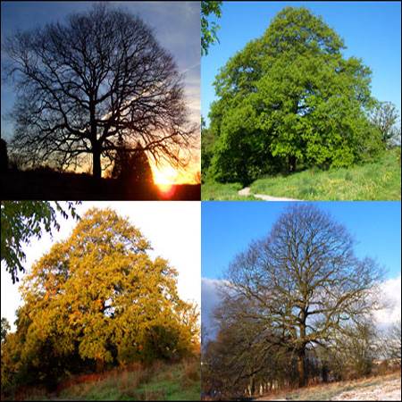CLIMAT (saisons et moussons)