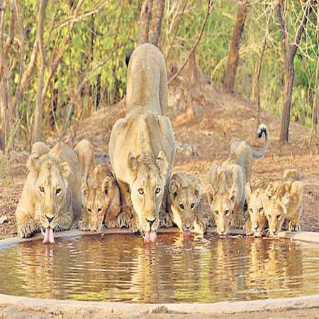 Gujarat, sur les traces du lion d'Asie