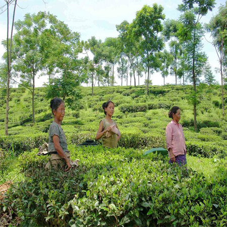 Sikkim et Darjeeling + Népal